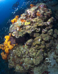 Naklejka na ściany i meble St Lucia Formation Coral