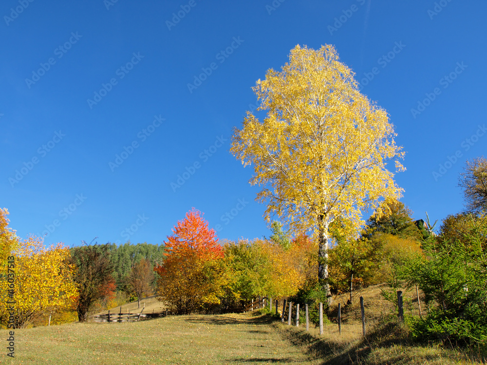 Sticker Mountain autumn landscape with colorful forest