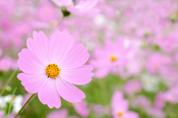 花畑の中の薄いピンクのコスモスの花