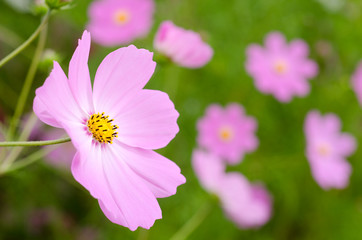 Obraz premium 緑の中の薄いピンクのコスモスの花