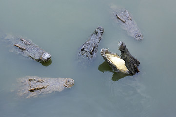 Crocodiles