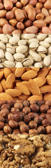 Set of dried nuts