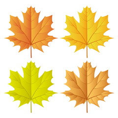 autumn leaf set