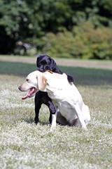 Spielende Labrador Retriever, davon ein schwarzer Welpe