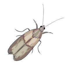 Moth on a white background.