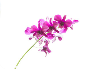 orchid