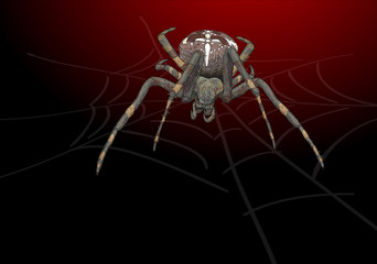 Portrait scary spider.