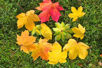 Blätter Allerlei im Herbst