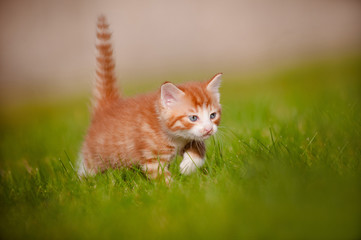 red and white kitten hunting outdoor
