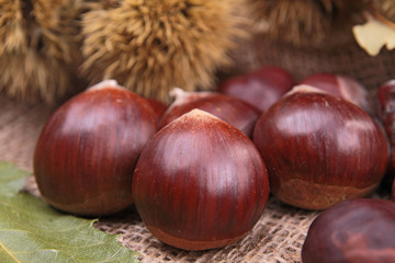 chestnut