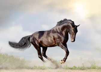 Foto auf Leinwand black horse © Mari_art