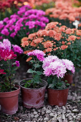 Fototapeta na wymiar Gardening - potting a Chrysanthemum
