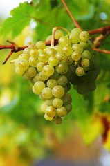 Vitis vinifera Weiße Trauben