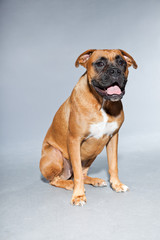 Young beautiful brown boxer dog. Studio shot isolated.