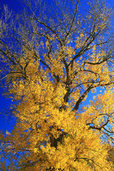 Autumn tree