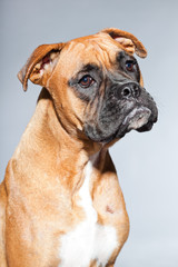 Young beautiful brown boxer dog. Studio shot isolated.