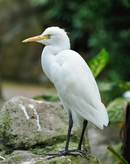 Stork bird