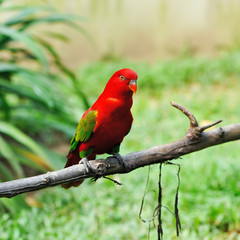 Parrot bird