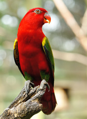 Parrot bird