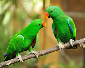 Couple of green eclectus parrots