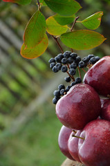 apples with a branch of ashberry