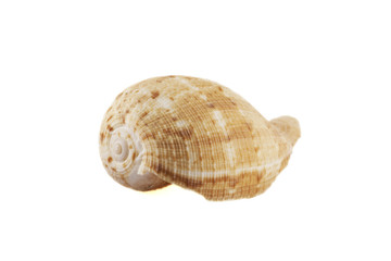 Seashell