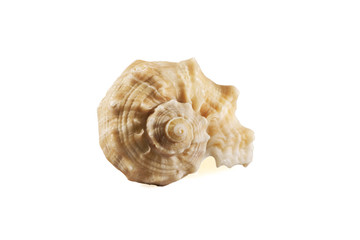 Seashell