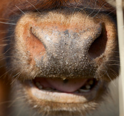 Cow nose close up