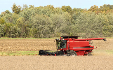 Fototapeta premium Harvesting Field of Soybeans