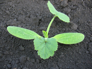 sprout