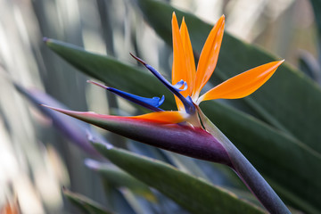 Bird of paradise