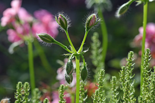 BLUMEN_0246_Geranie