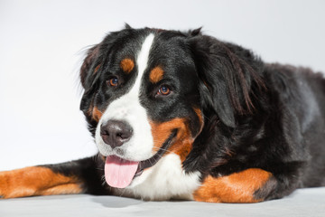 Young berner sennen dog isolated on grey. Studio shot.