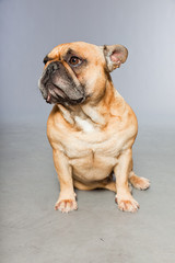 Obraz premium Brown french bulldog. Funny dog. Comic character.