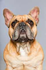 Brown french bulldog. Funny dog. Comic character.