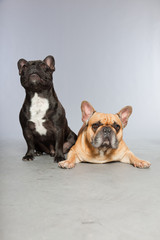 Black and brown french bulldogs together.