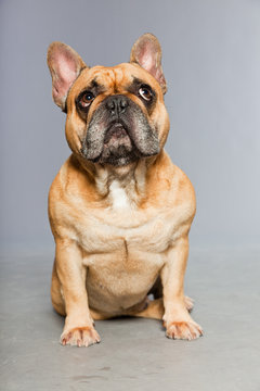 Brown french bulldog. Funny dog. Comic character.