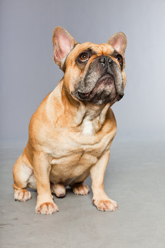 Brown french bulldog. Funny dog. Comic character.