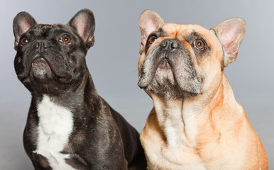 Black and brown french bulldogs together.