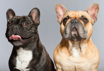 Black and brown french bulldogs together.