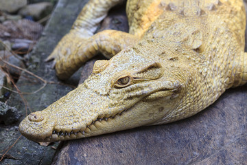 Albino Alligator