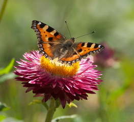 schmetterling