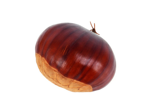 La chataigne