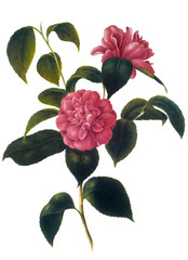 flower illustration