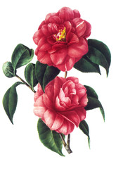 flower illustration