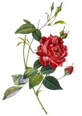 flower illustration - 46056308