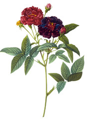 Fototapeta premium flower illustration