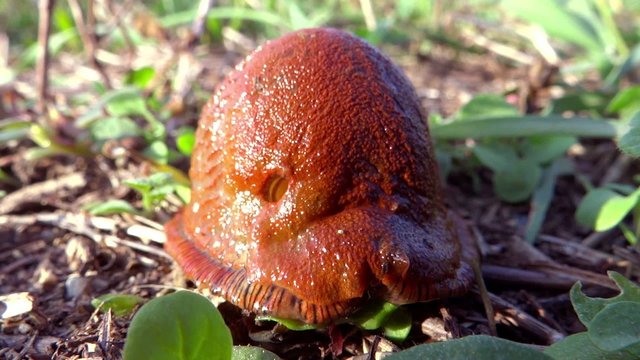 red slug