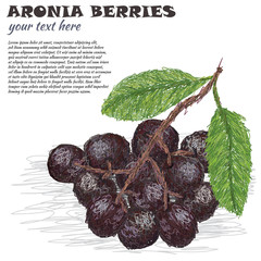 aronia