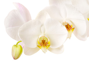 Naklejka na ściany i meble Close-up of white orchids flowers on white background